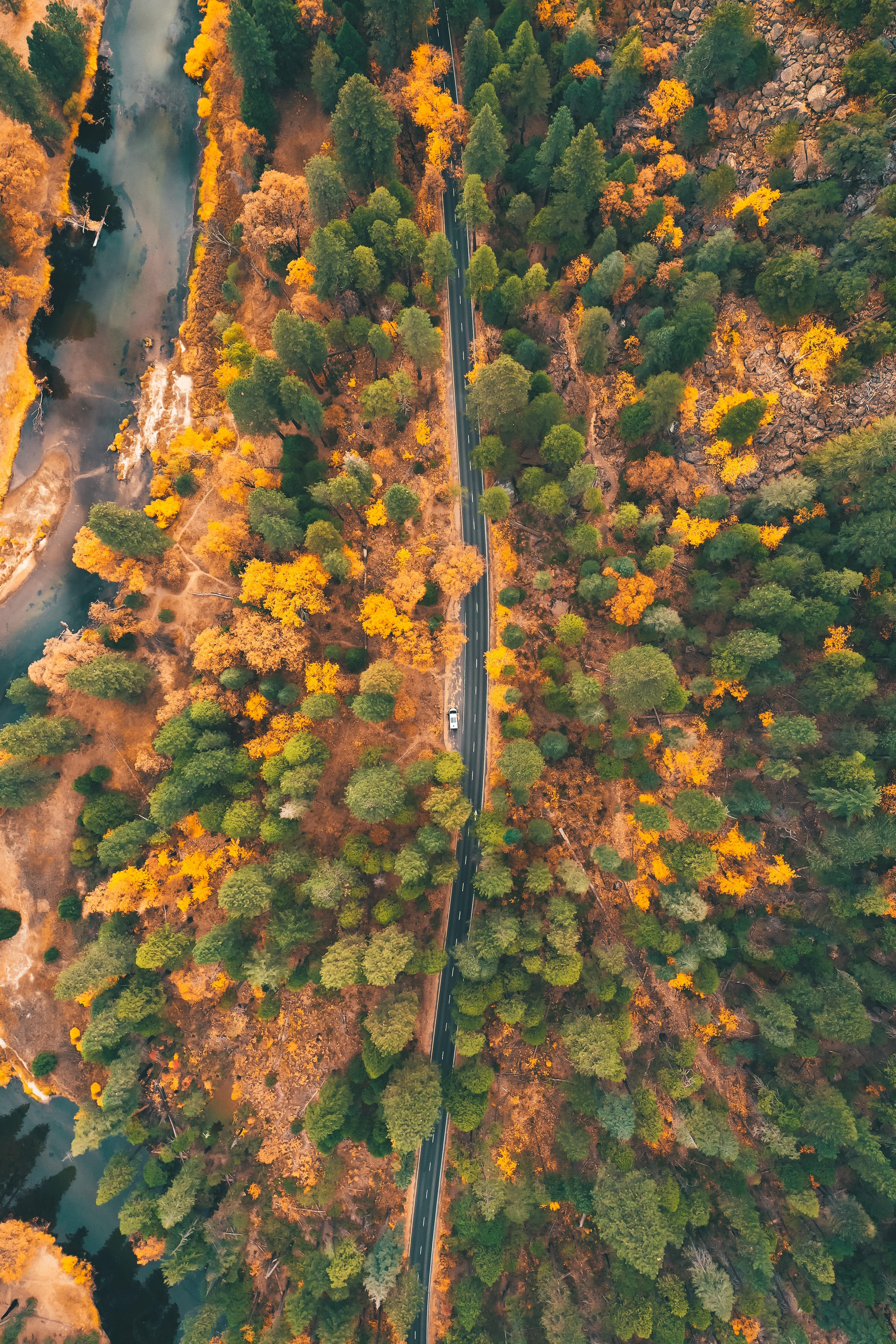 秋天树林中的公路