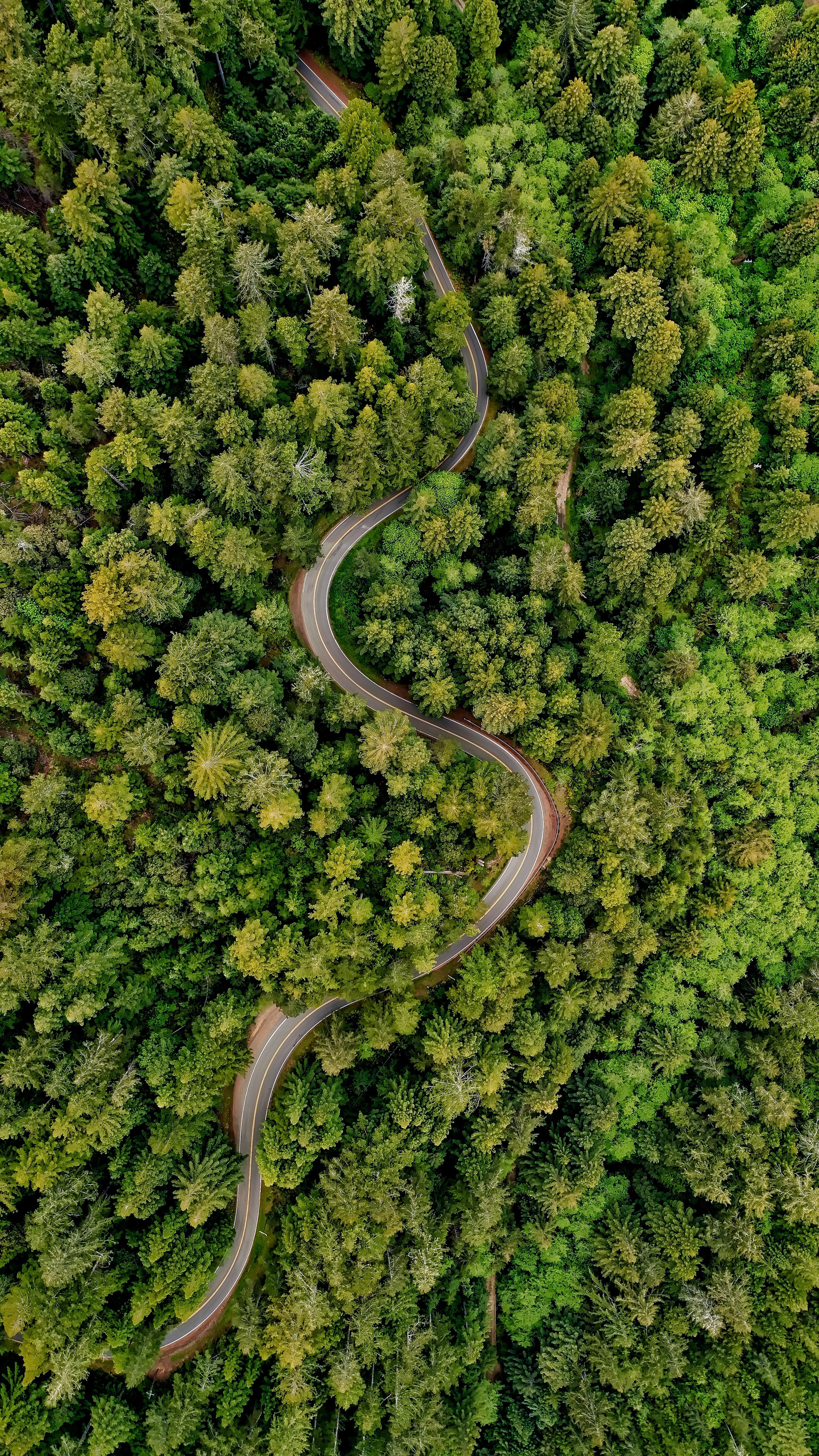 森林弯曲的公路