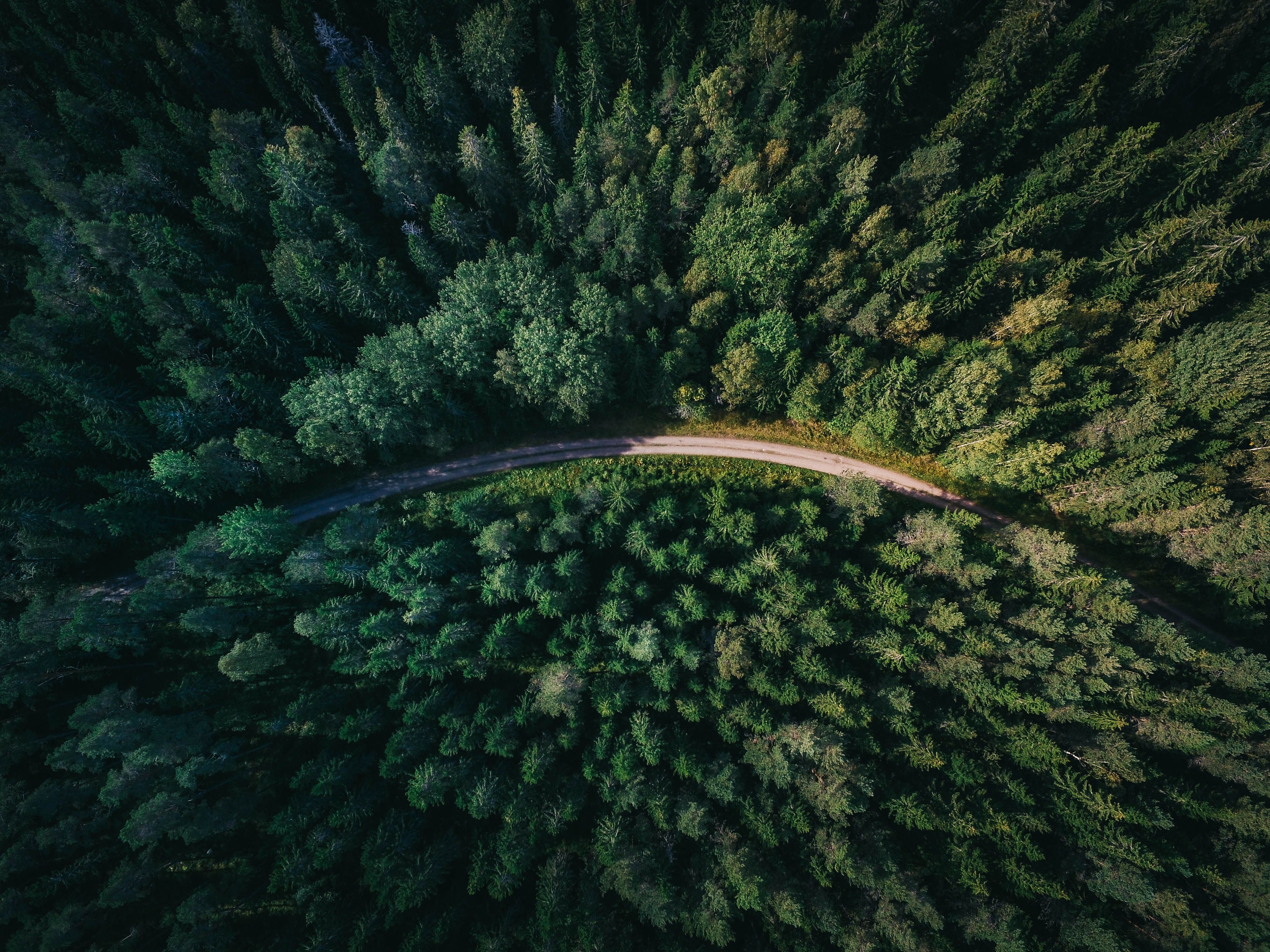 森林道路