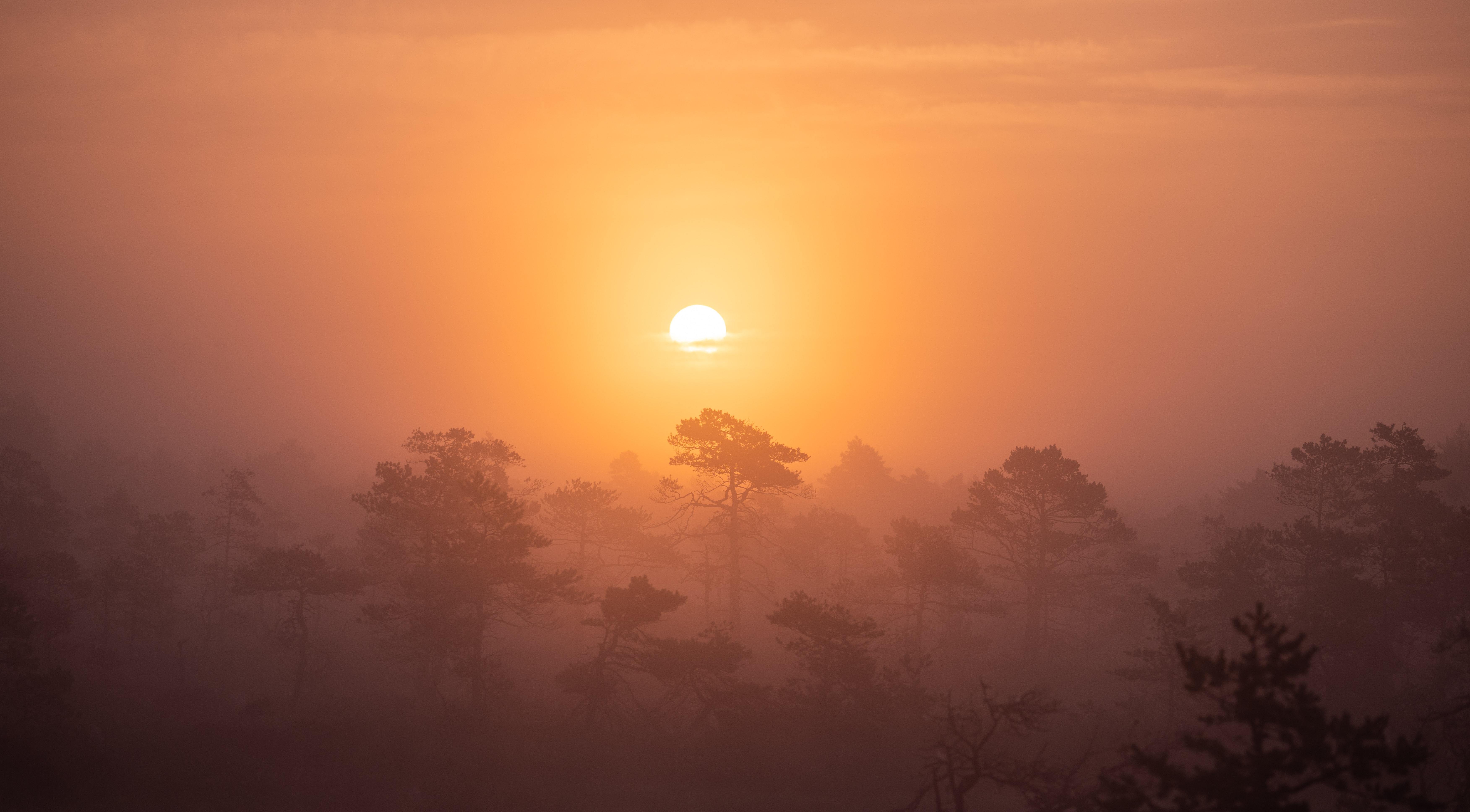 夕阳下的森林