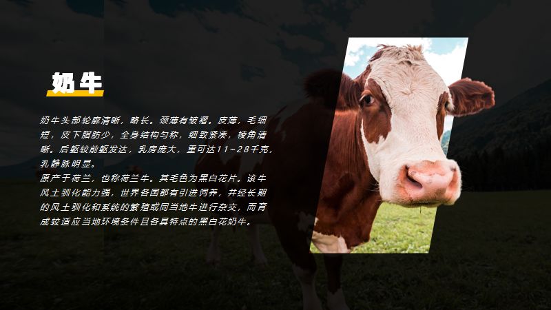 无论趋势怎么变,掌握了PPT蒙版,就不怕设计过时~ PPT教程 无论趋势怎么变,掌握了PPT蒙版,就不怕设计过时~